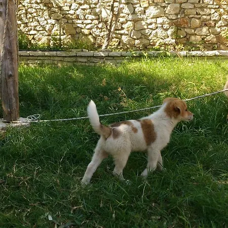Irini's Garden